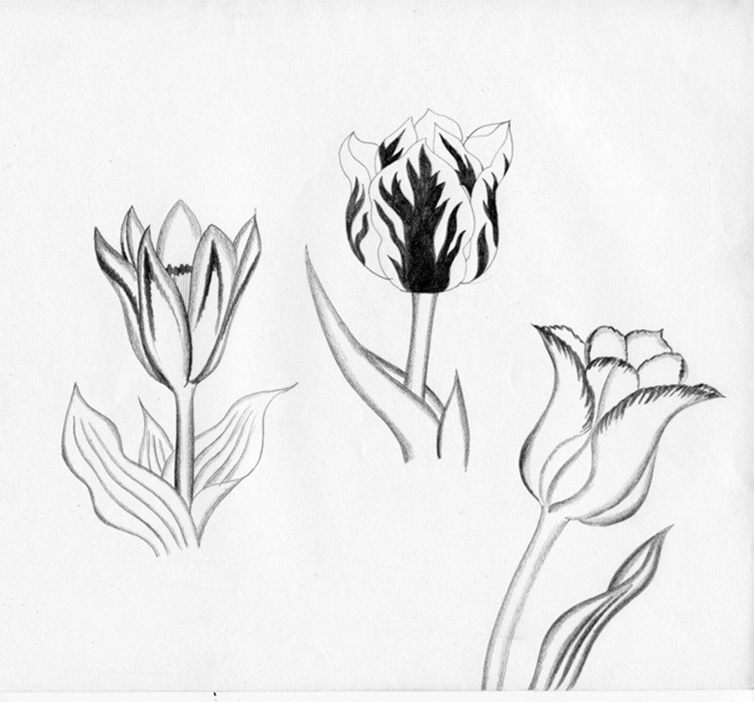 Tulips, Graphite Pencil 70S 700Pix